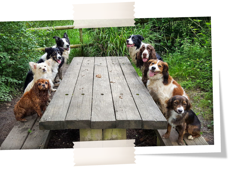 Group of dogs ready for lunch