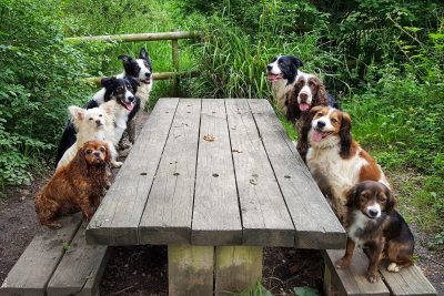 Dogs on Picknic Bench